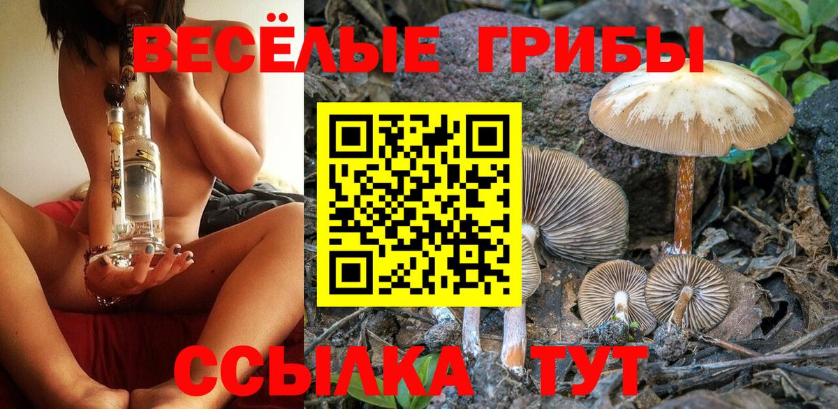 Галлюциногенные грибы Psilocybe Новоалтайск